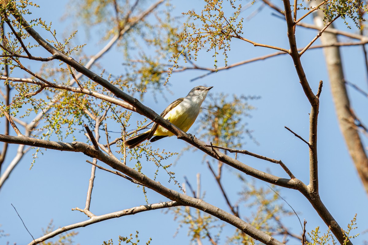 Suiriri Flycatcher - ML638607992