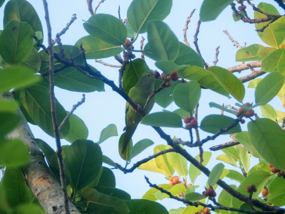 Yellow-chevroned Parakeet - ML638607994