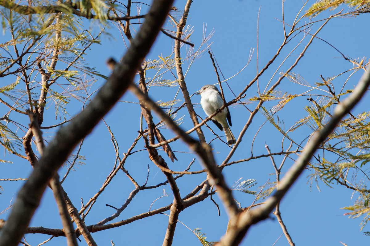 Gray-headed Elaenia - ML638608023