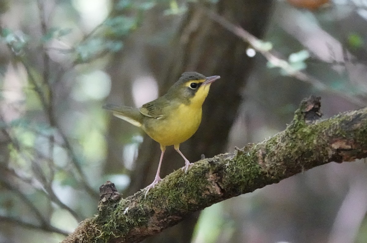 Kentucky Warbler - ML638608043