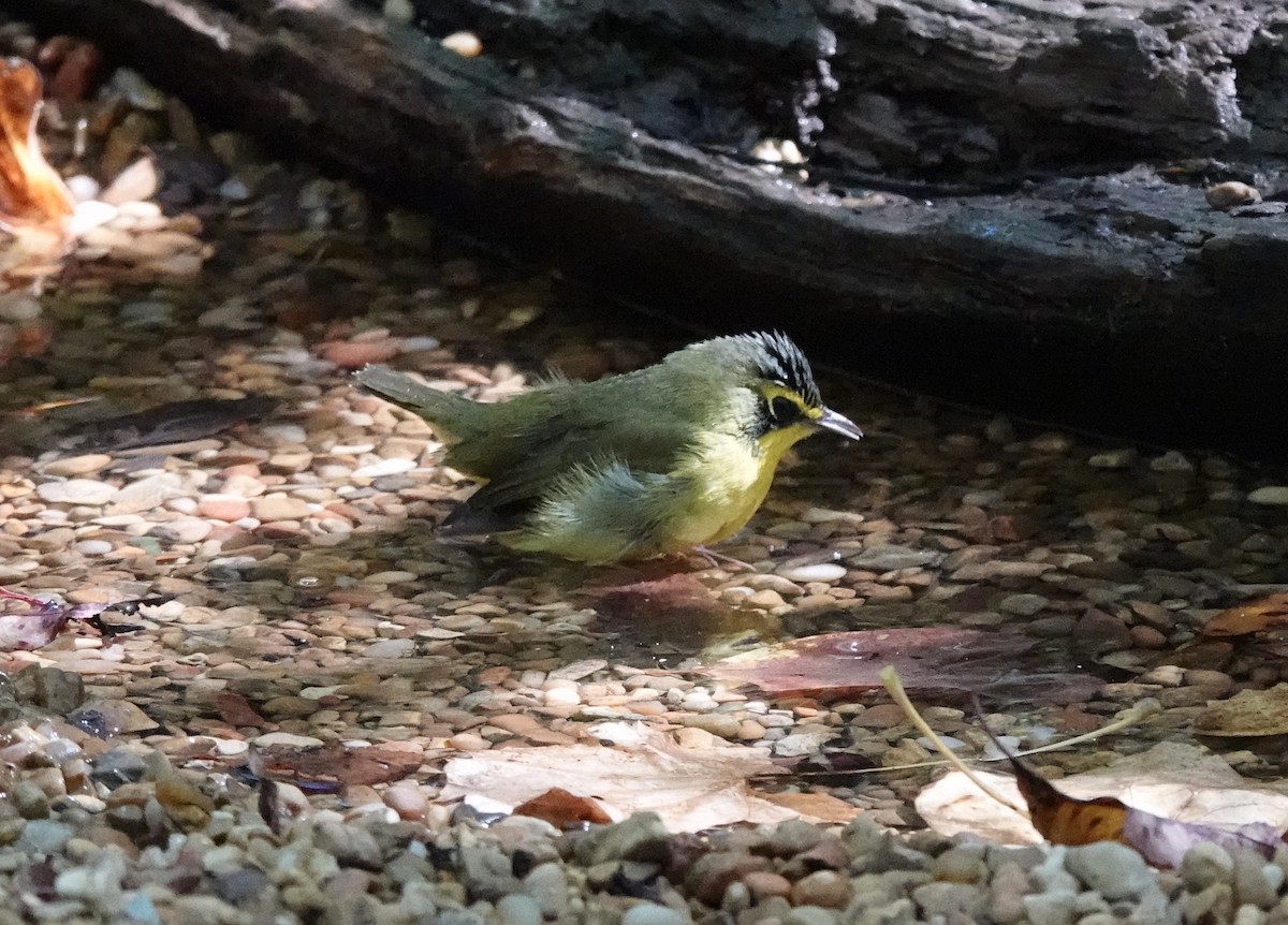 Kentucky Warbler - ML638608061