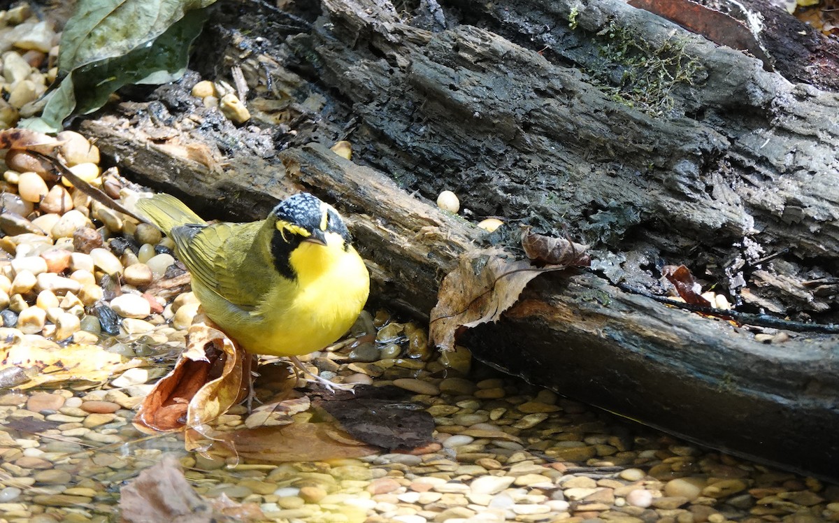 Kentucky Warbler - ML638608071