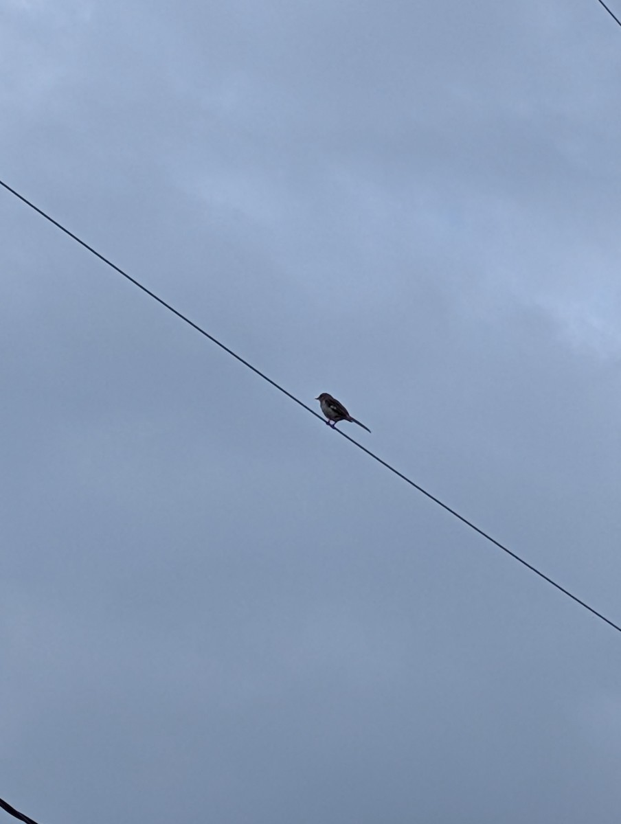 Northern Mockingbird - ML638608079