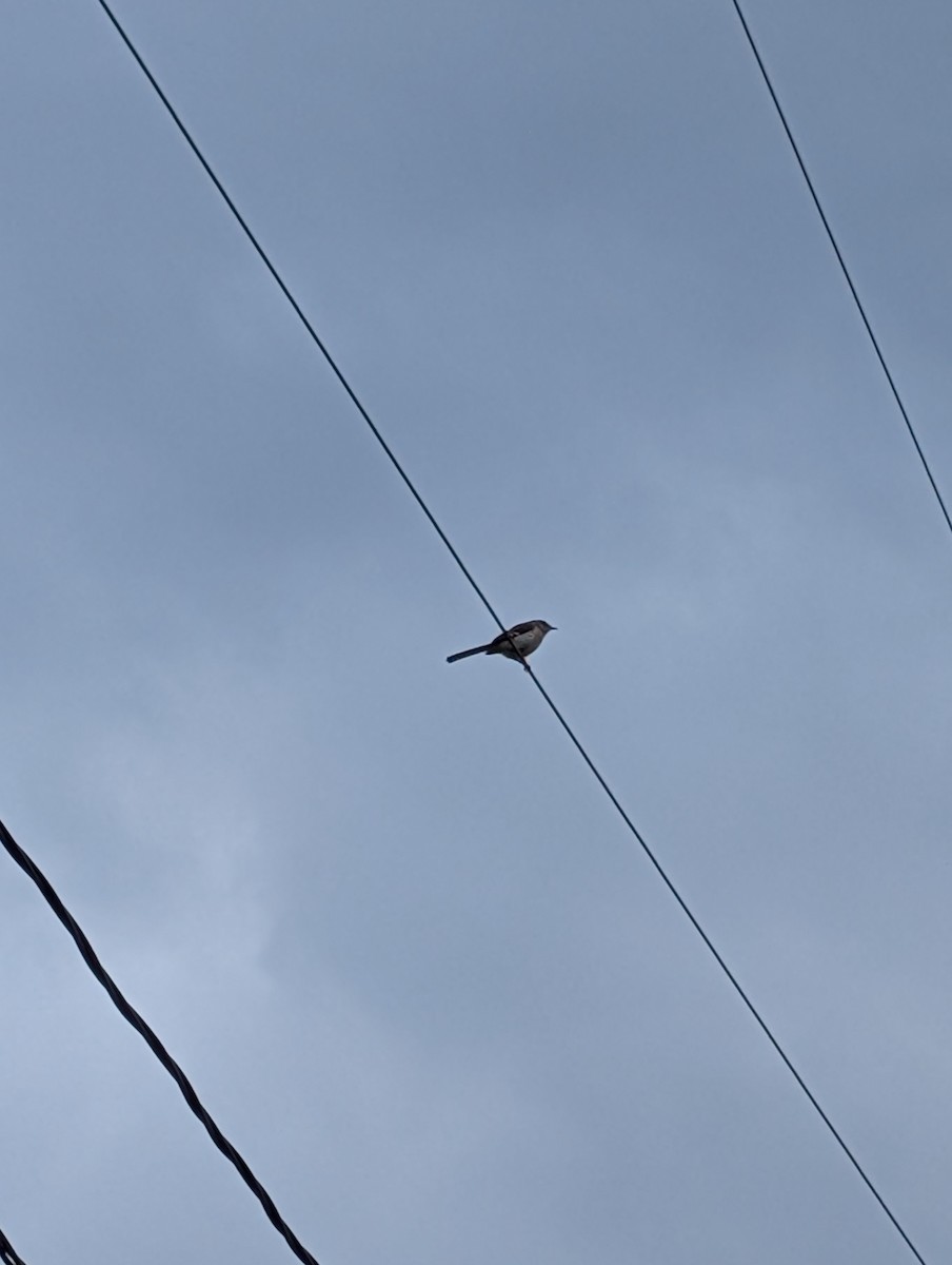 Northern Mockingbird - ML638608097