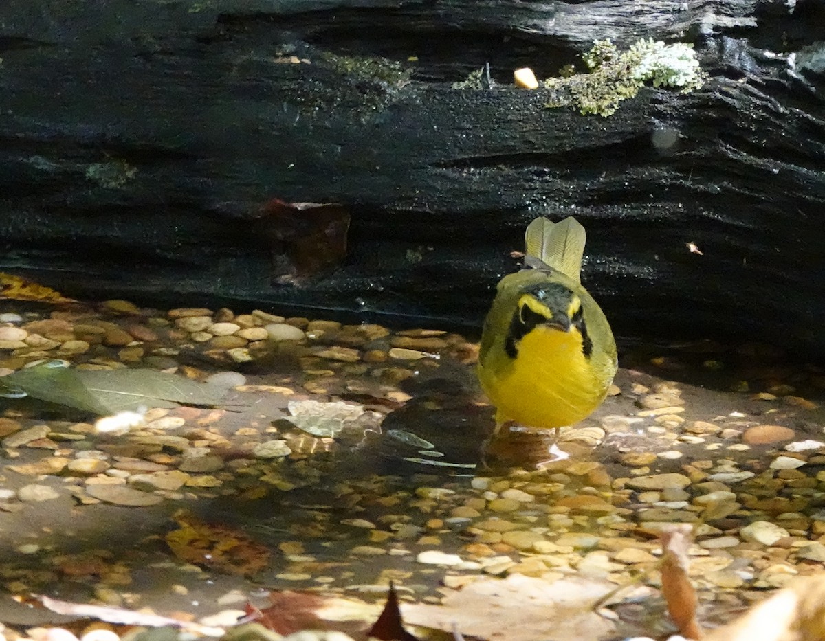 Kentucky Warbler - ML638608099