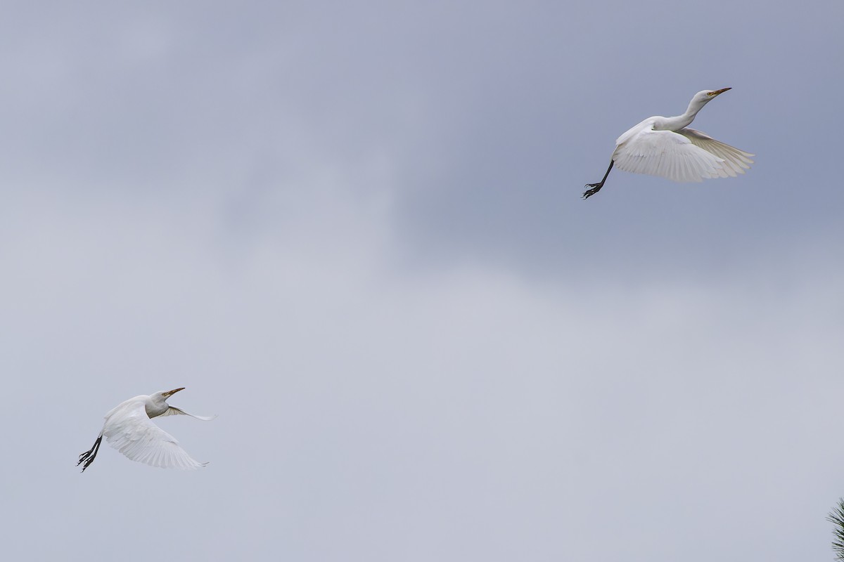 Eastern Cattle-Egret - ML638608103