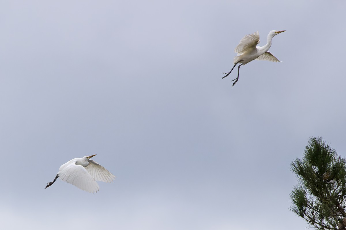 Eastern Cattle-Egret - ML638608104