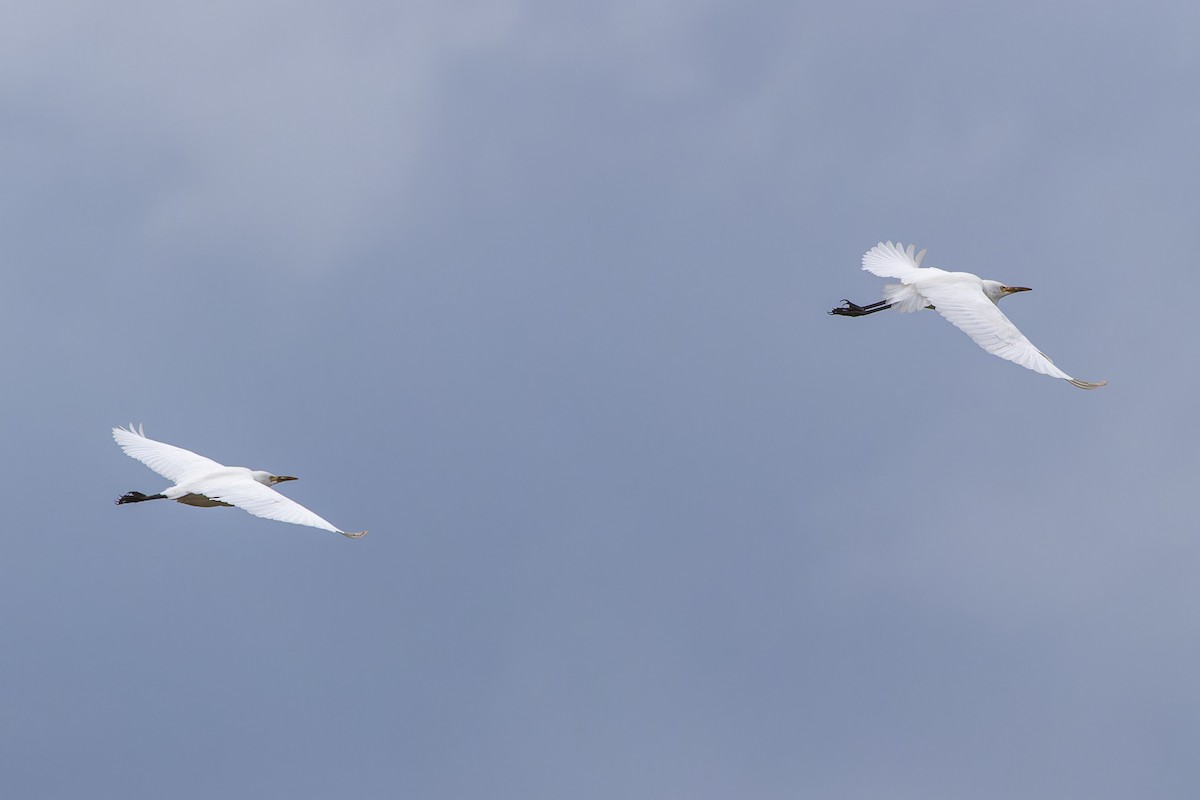 Eastern Cattle-Egret - ML638608105