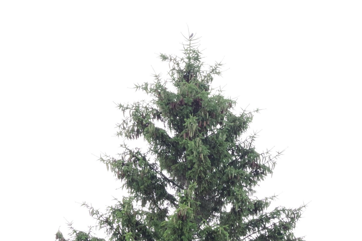 Merlin - ML638608107