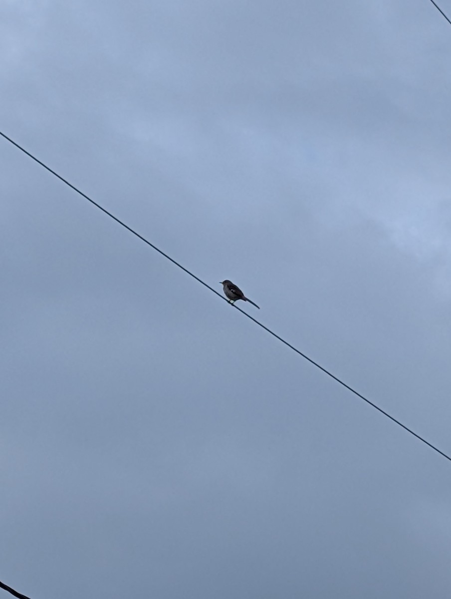 Northern Mockingbird - ML638608112