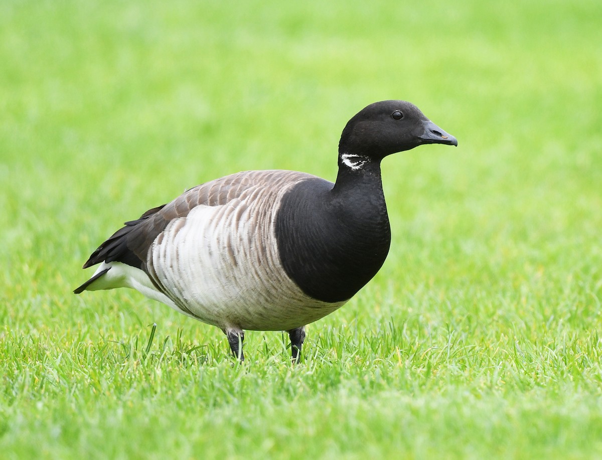 Brant - ML638608124