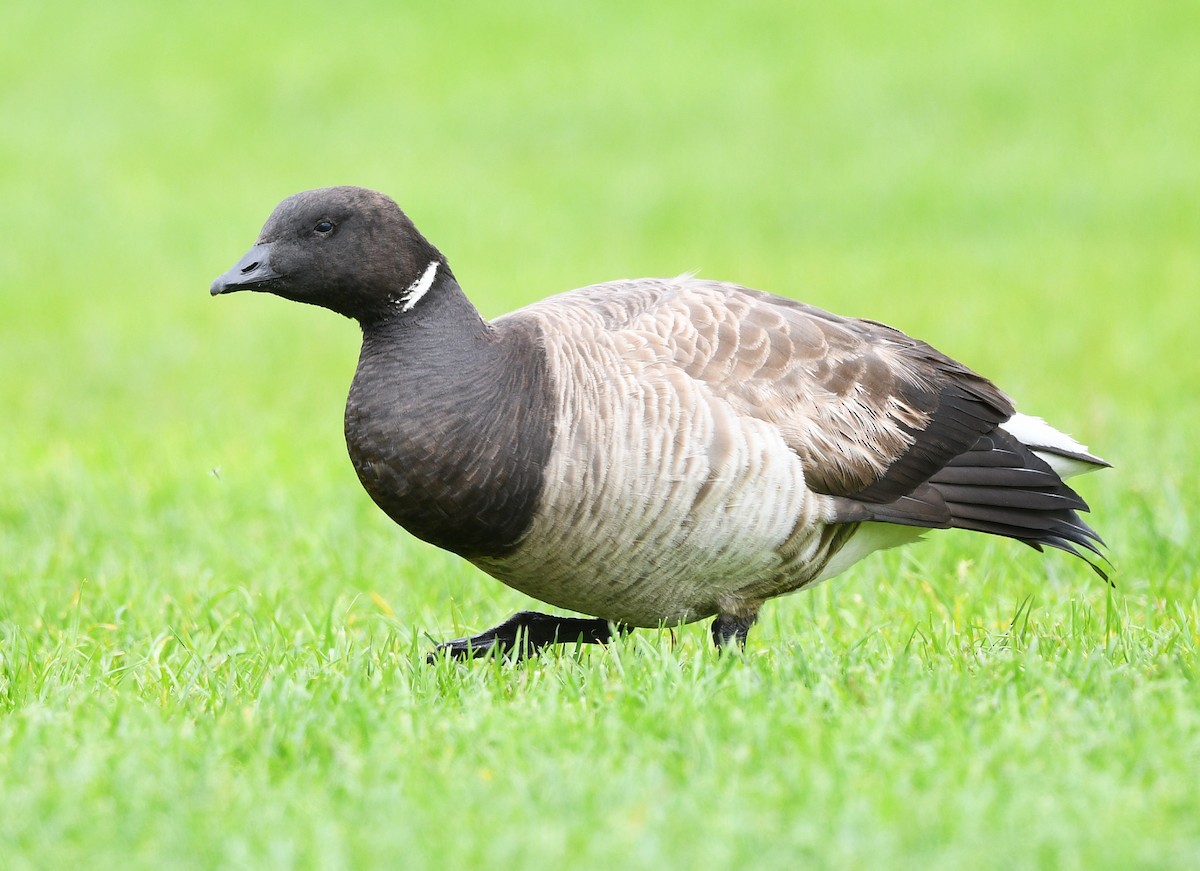 Brant - ML638608125
