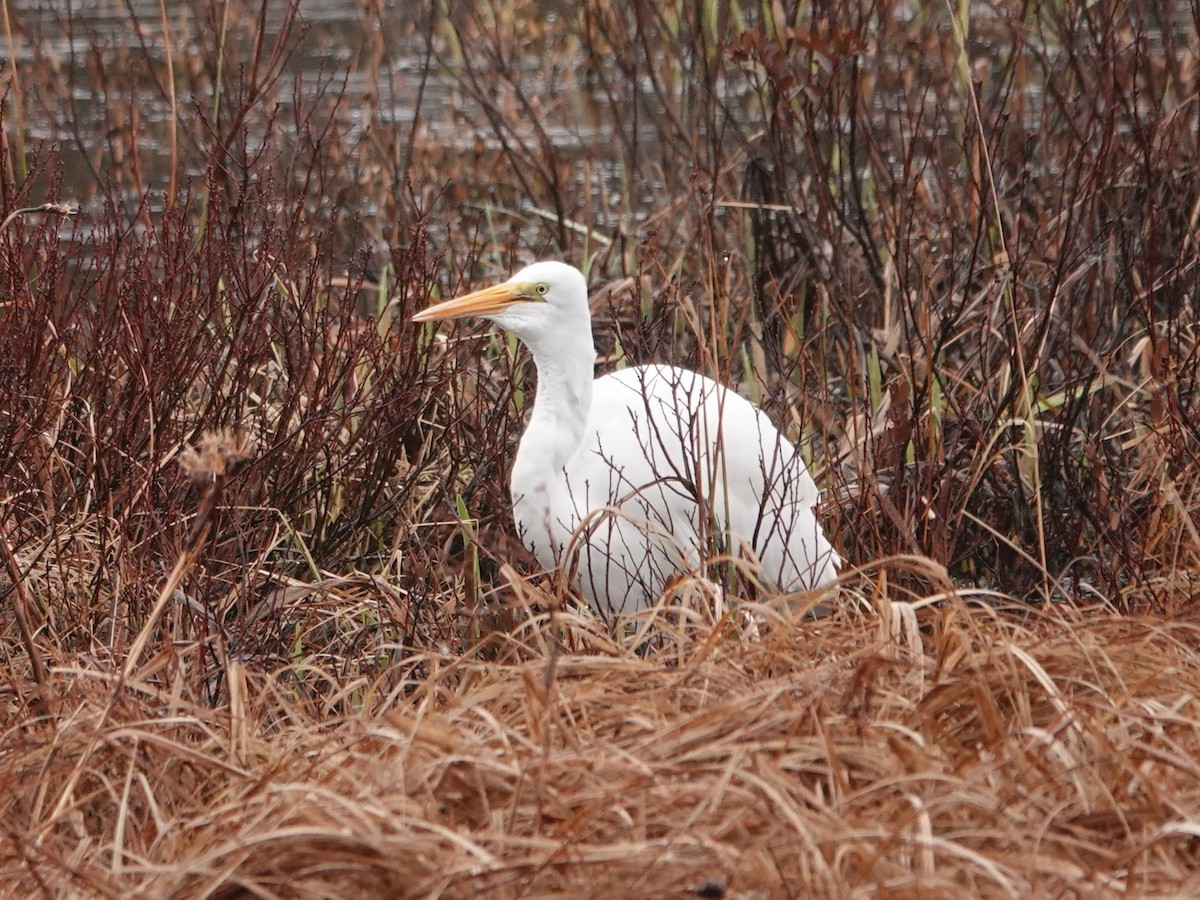 大白鷺 - ML638608131