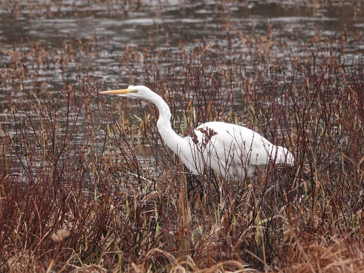 大白鷺 - ML638608133