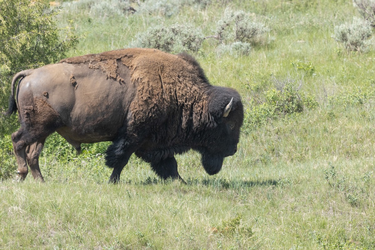 American Bison - ML638608142