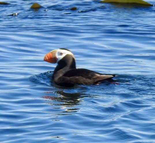 Tufted Puffin - ML638608144