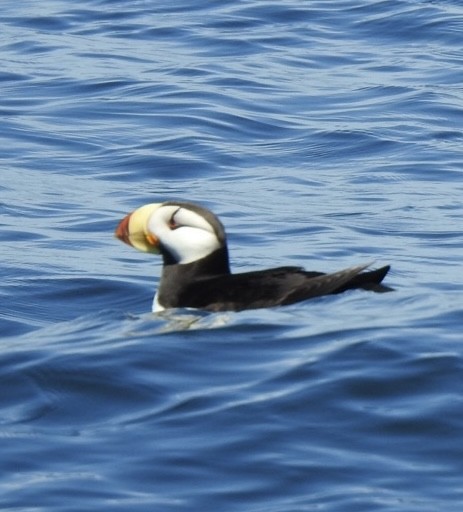 Horned Puffin - ML638608147