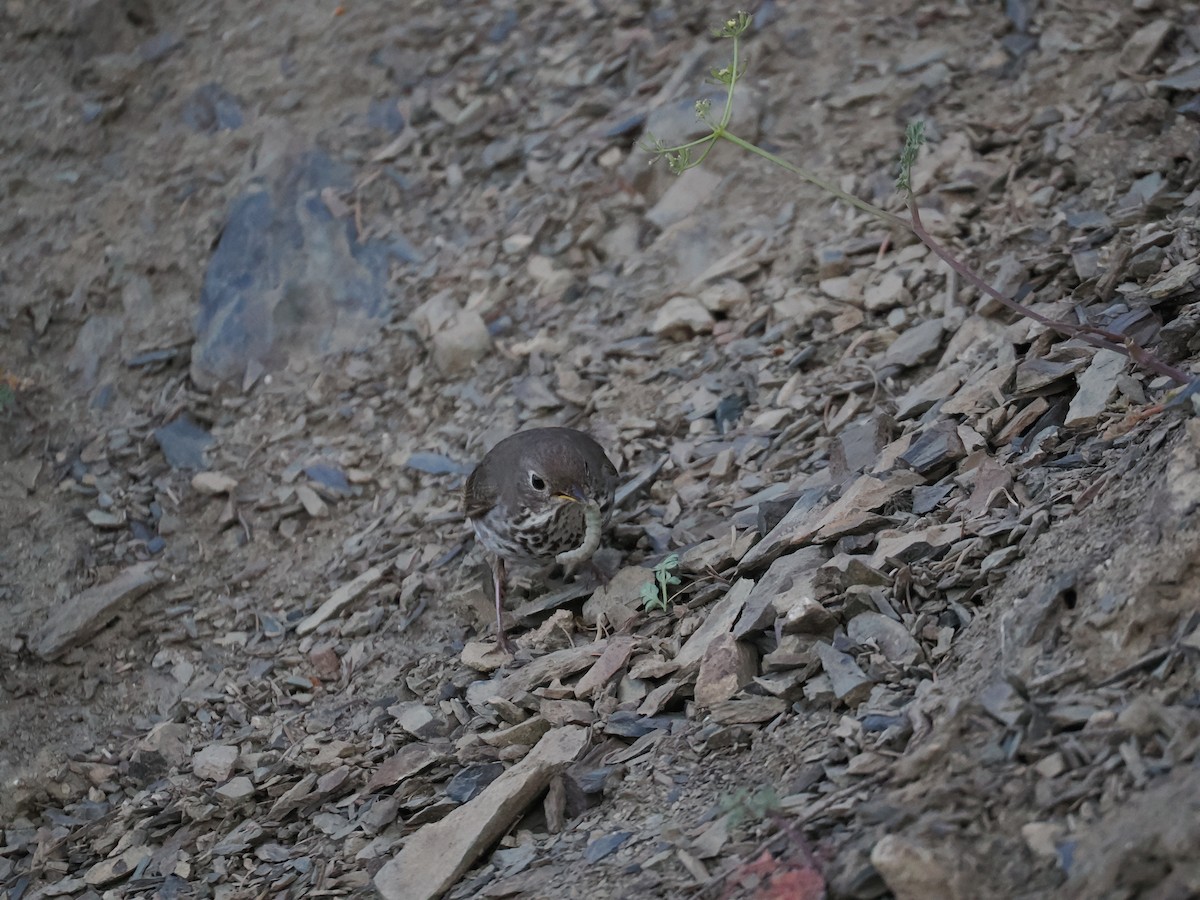 Hermit Thrush - ML638608159