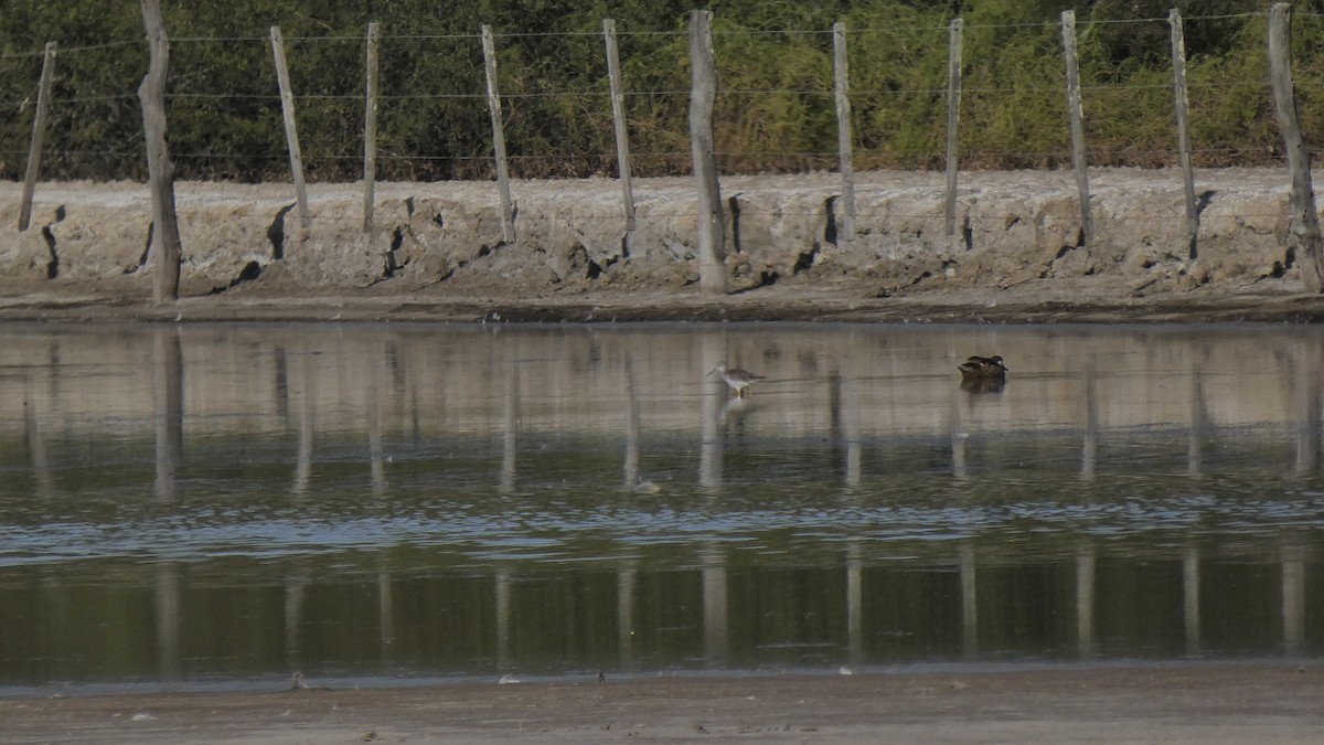 Greater Yellowlegs - ML638608183