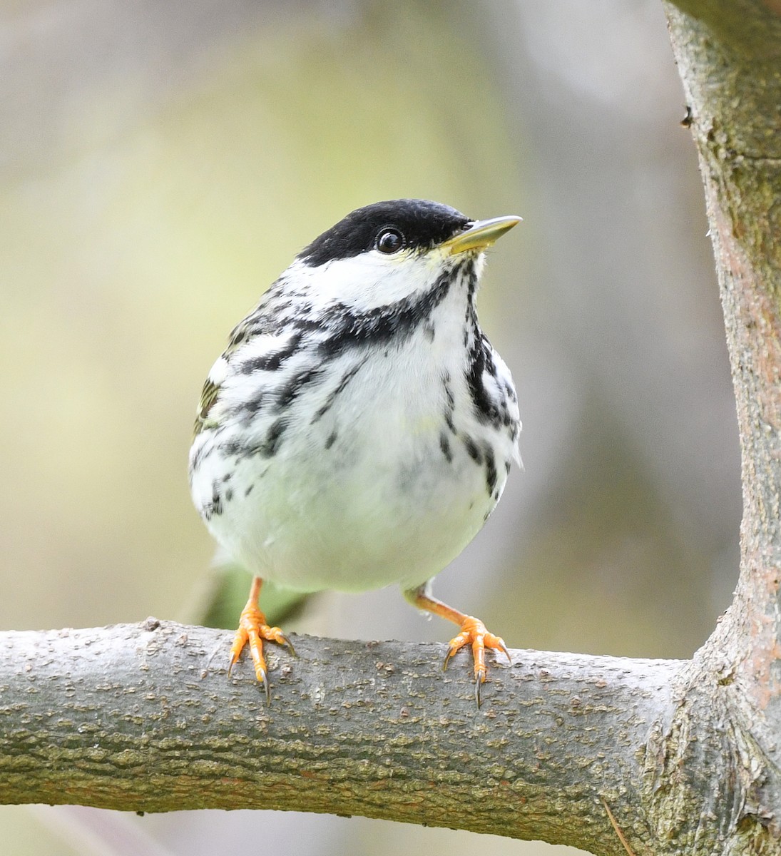 Blackpoll Warbler - ML638608206