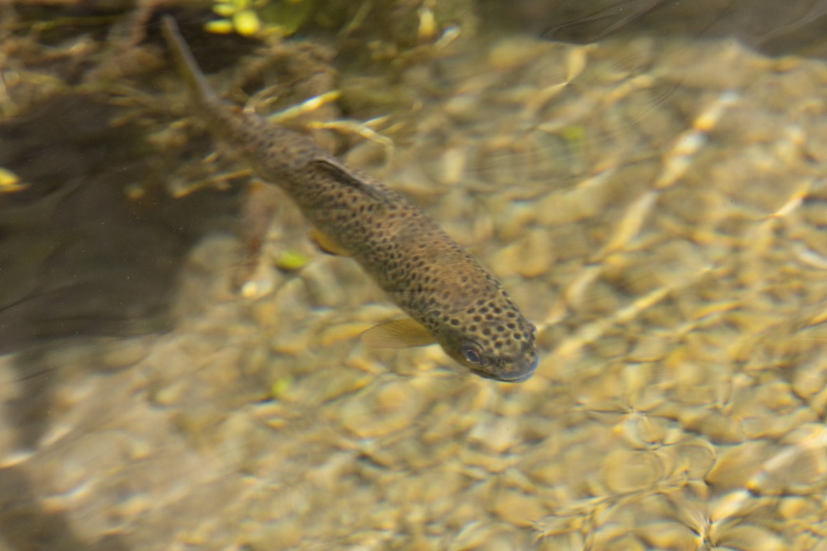 Ray-finned Fishes - ML638608249