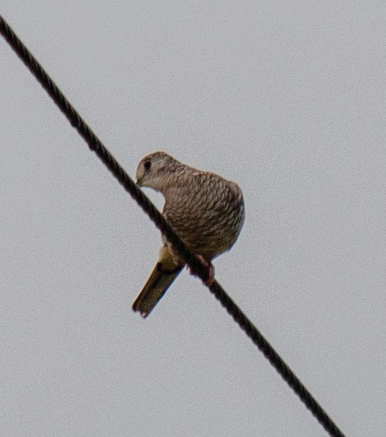 Scaled Dove - ML638608253