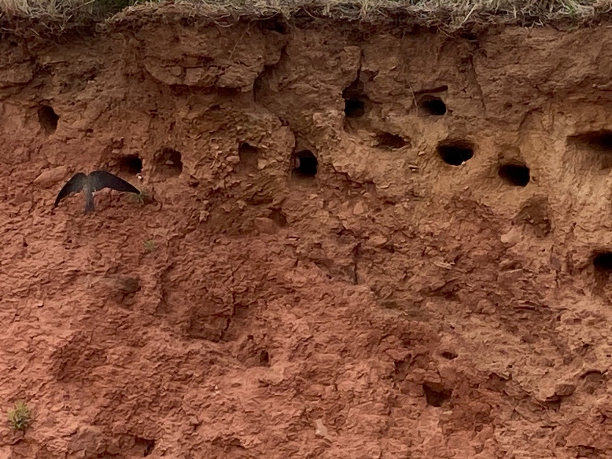 Bank Swallow - ML638608254