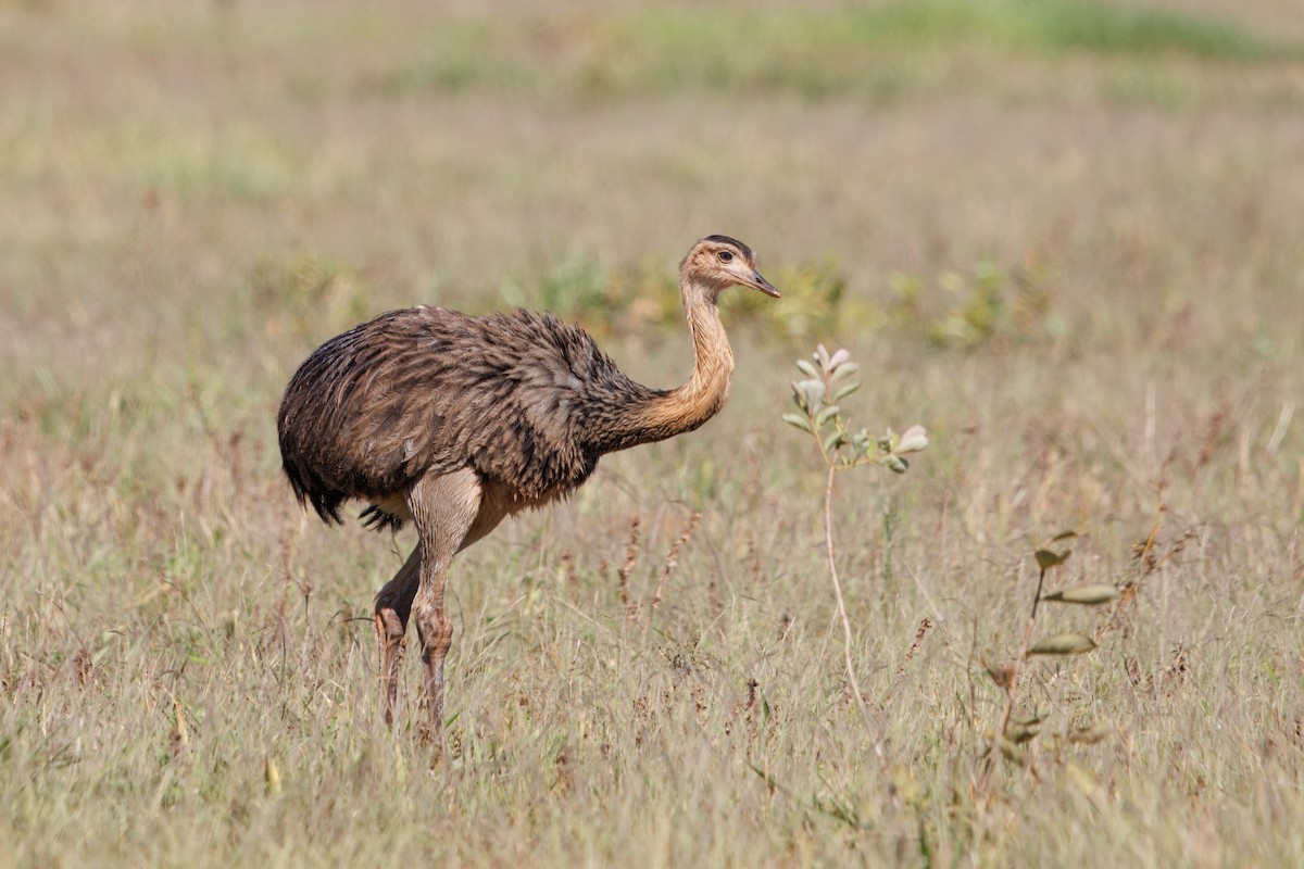Greater Rhea - ML638608298