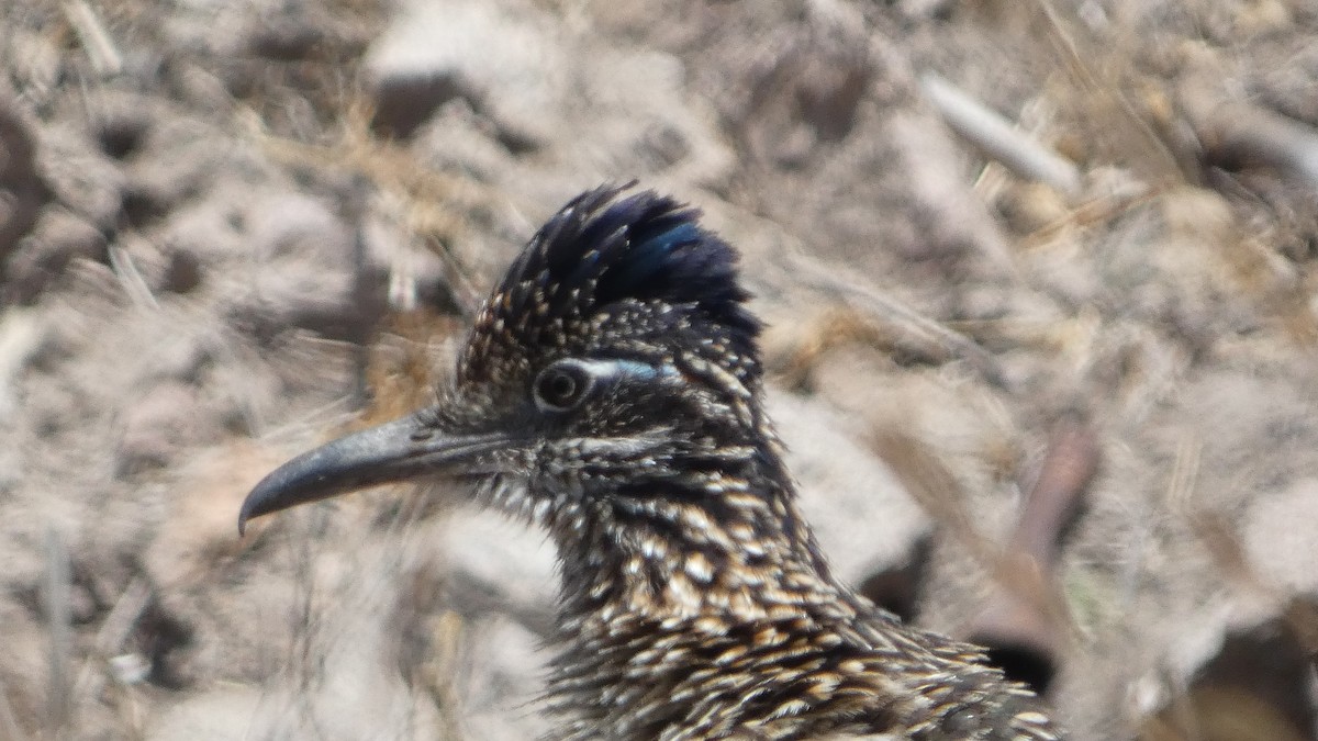 Greater Roadrunner - ML638608301