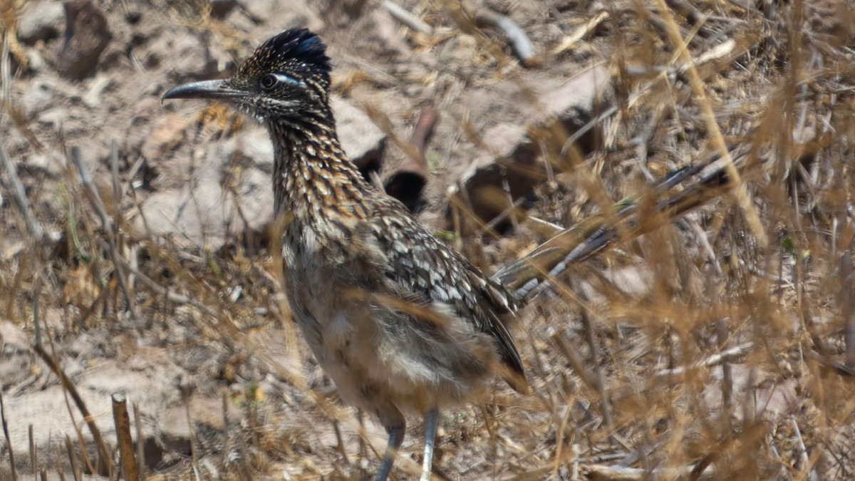 Greater Roadrunner - ML638608302