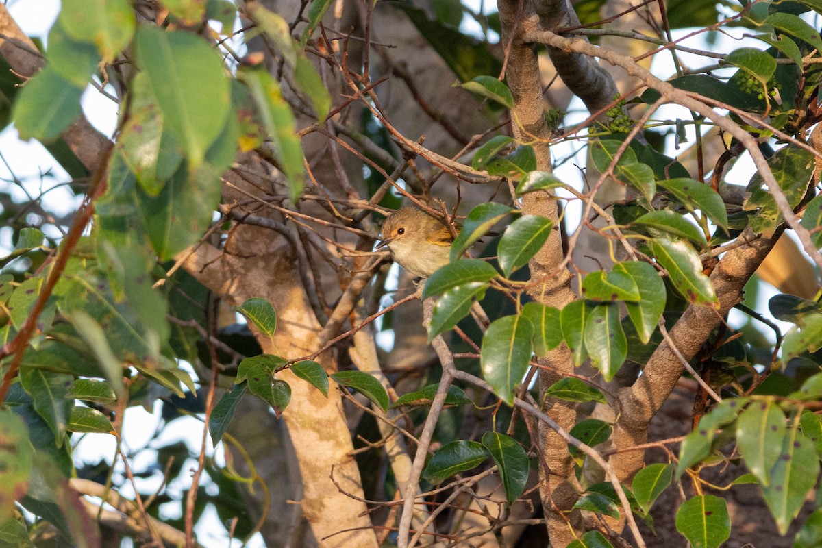Rusty-fronted Tody-Flycatcher - ML638608304
