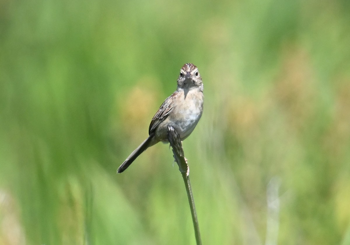 Bachman's Sparrow - ML638608314