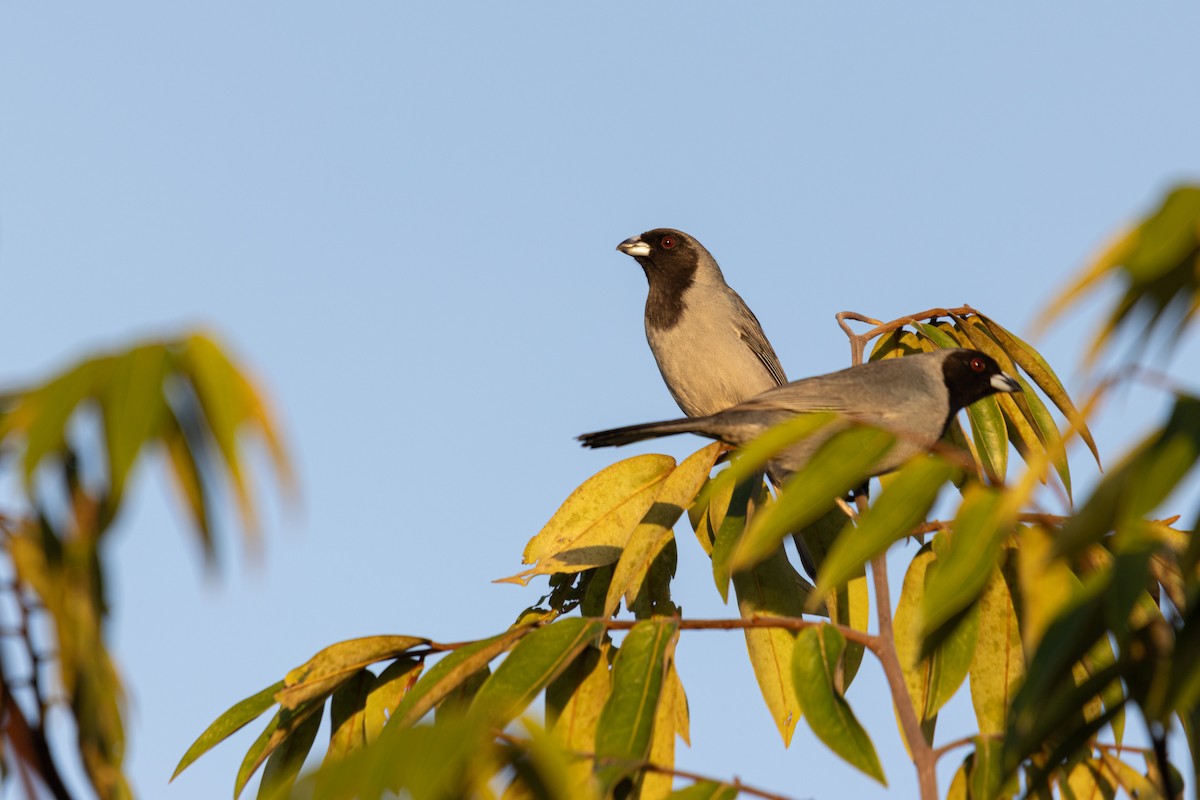 Black-faced Tanager - ML638608316