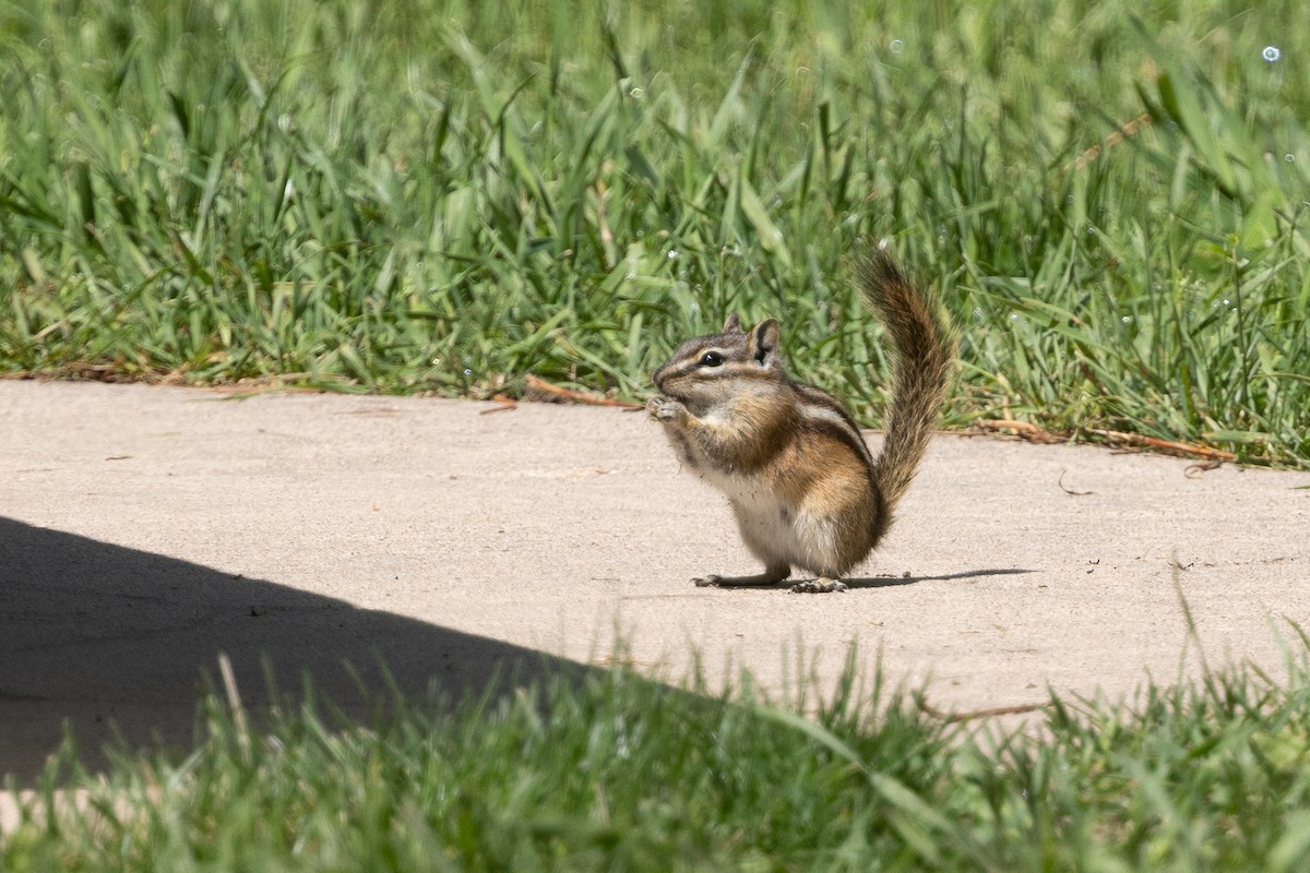 Least Chipmunk - ML638608368