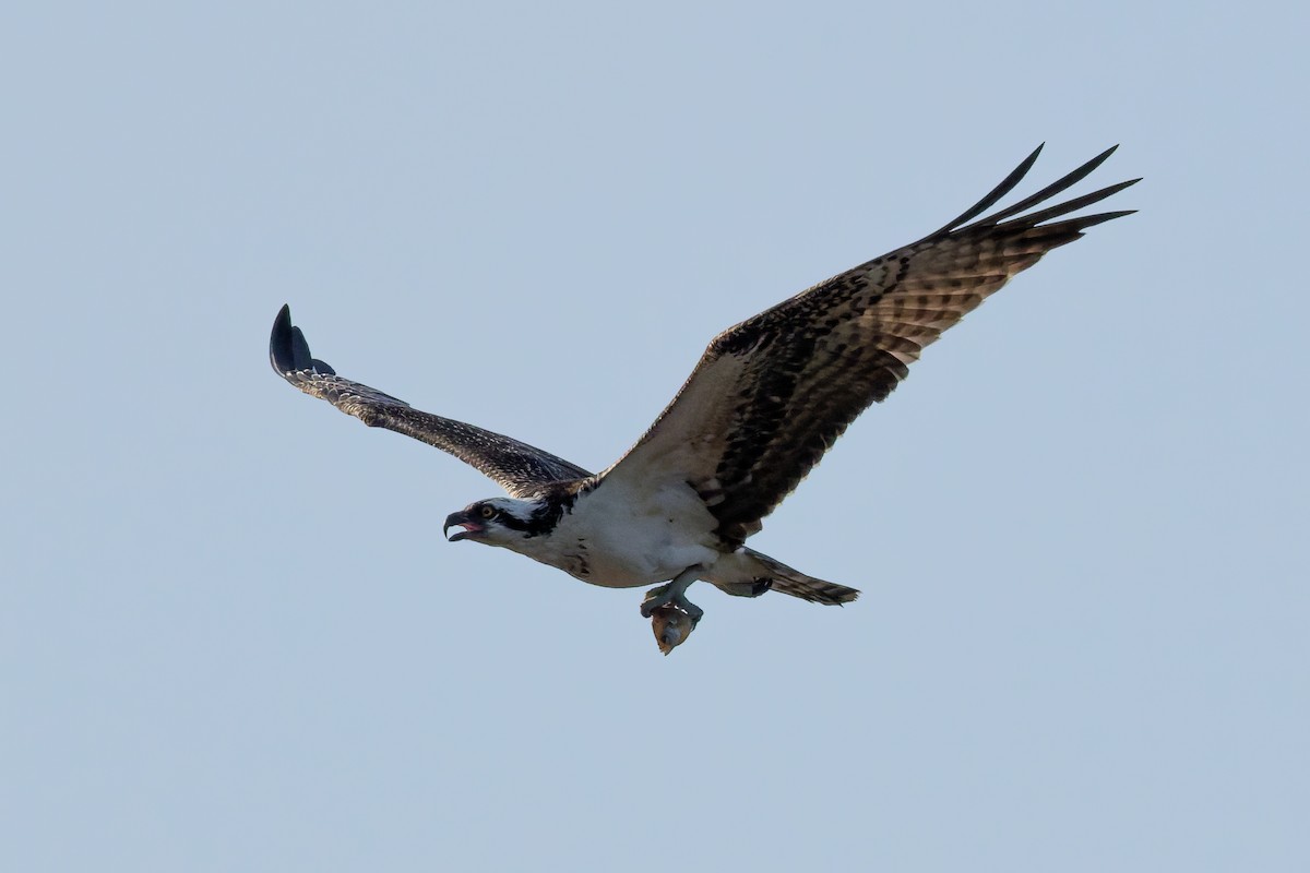 魚鷹 - ML638608369