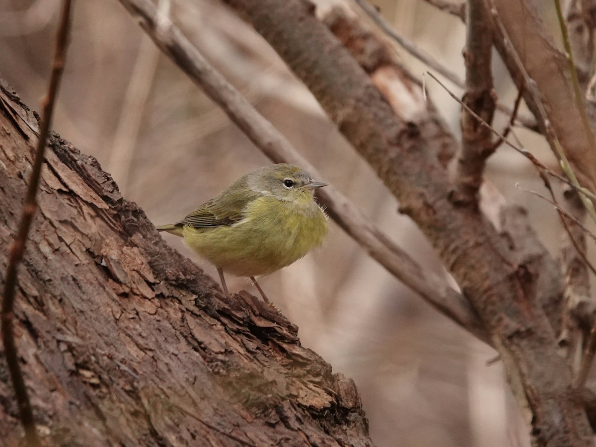 Orange-crowned Warbler - ML638608375