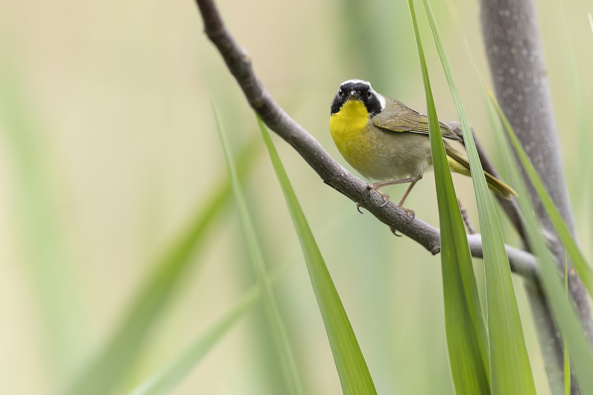 Common Yellowthroat - ML638608390