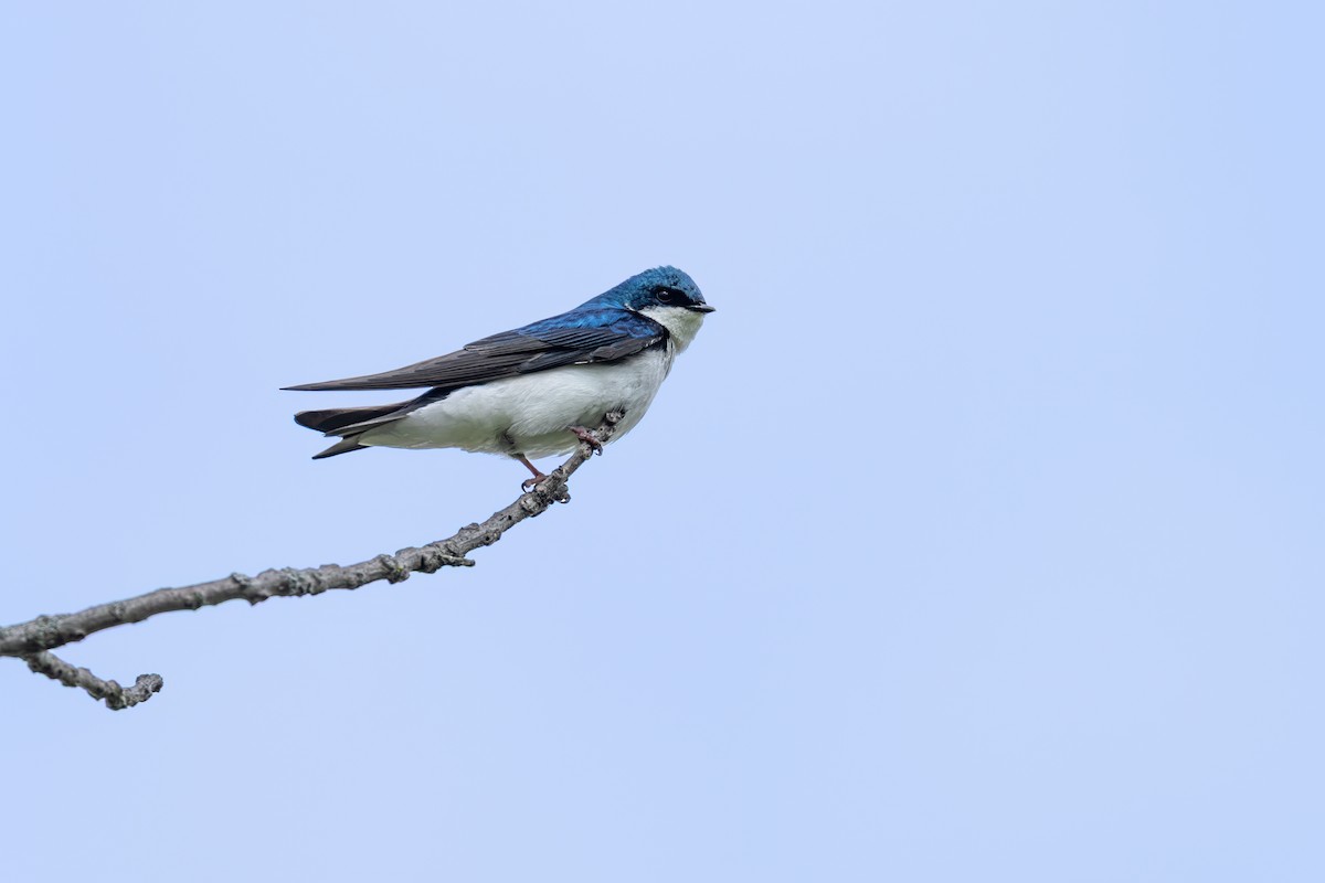 Tree Swallow - ML638608391