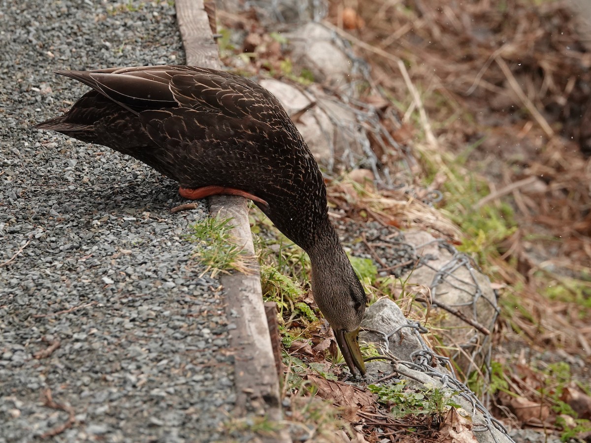 American Black Duck - ML638608396