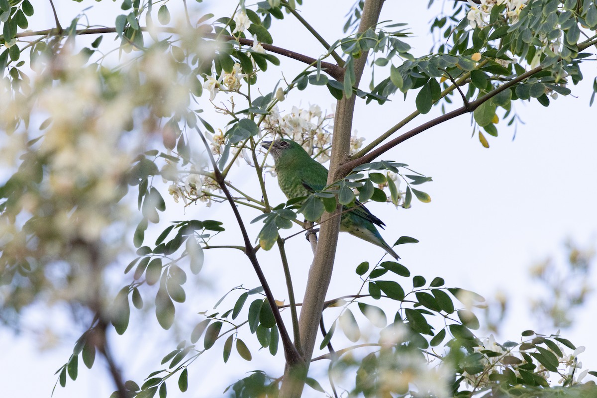 Swallow Tanager - ML638608409