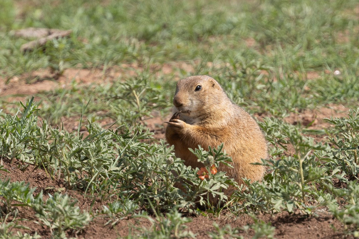 Black-tailed Prairie Dog - ML638608421