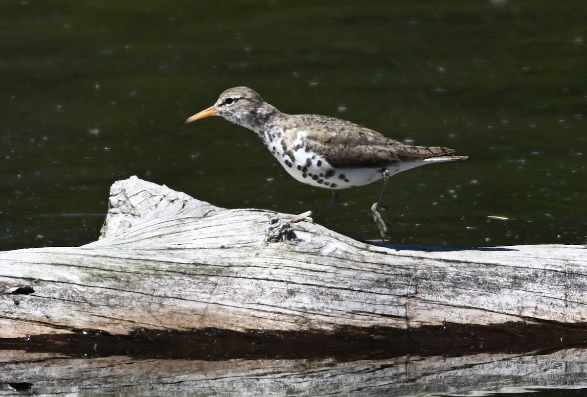 Spotted Sandpiper - ML638608426