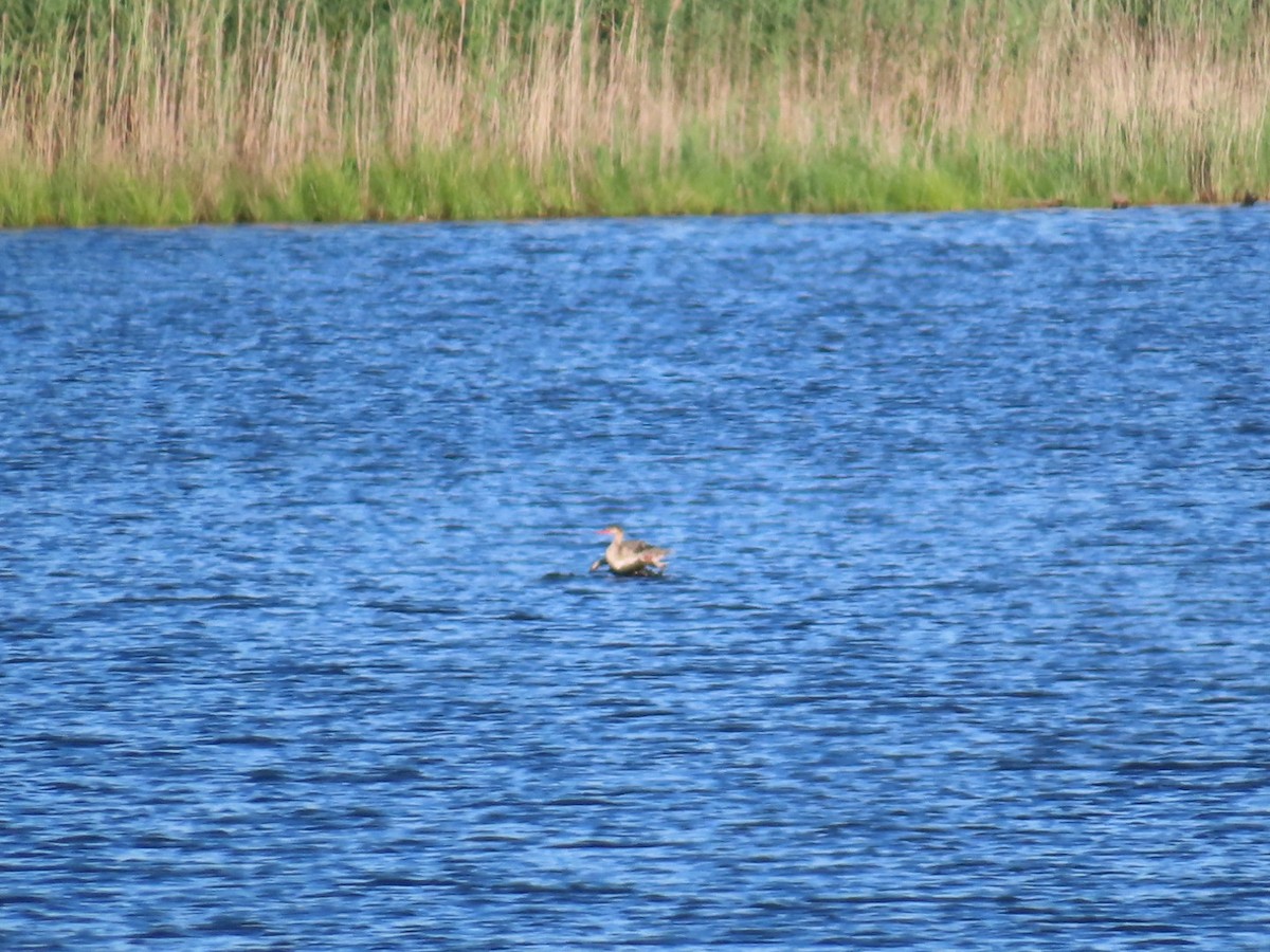 Red-breasted Merganser - ML638608464
