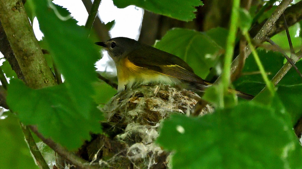 American Redstart - ML638608489