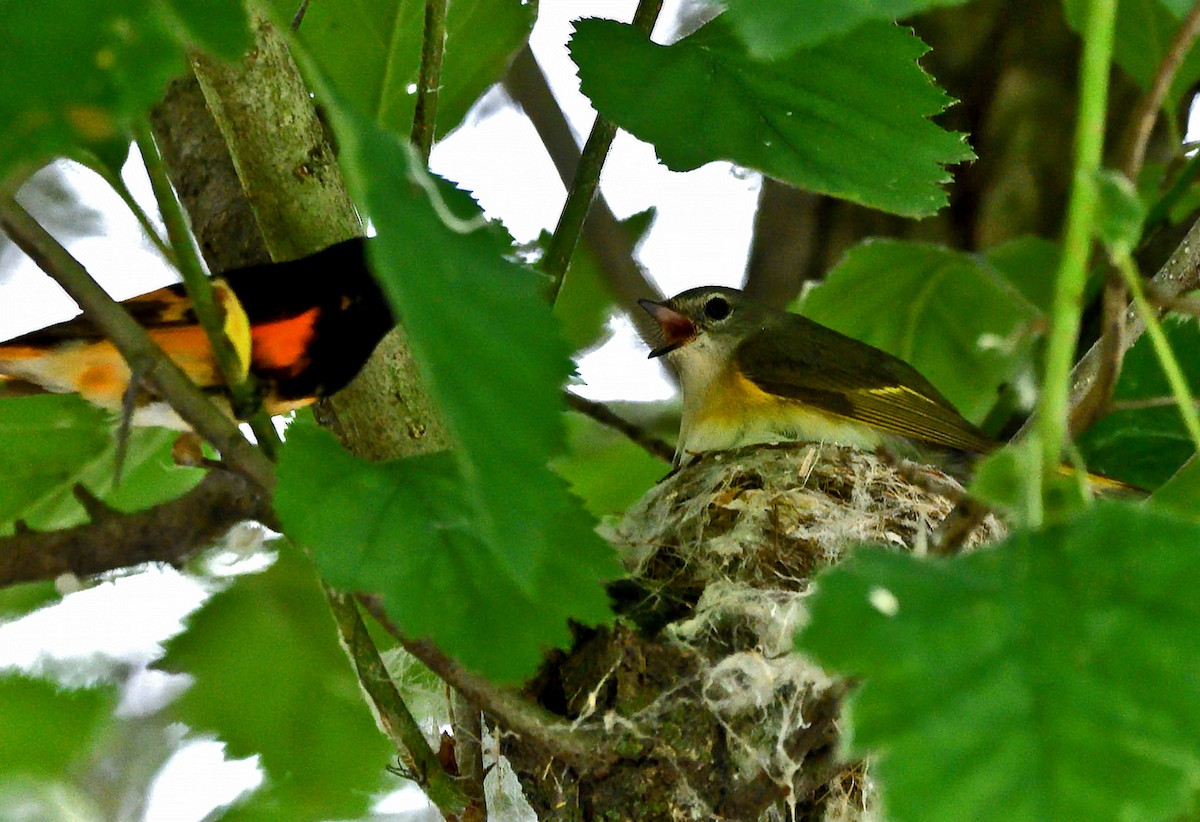 American Redstart - ML638608490