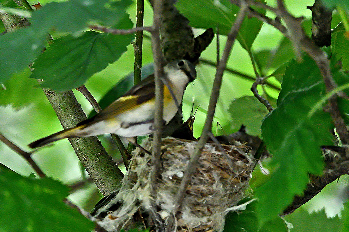 American Redstart - ML638608491