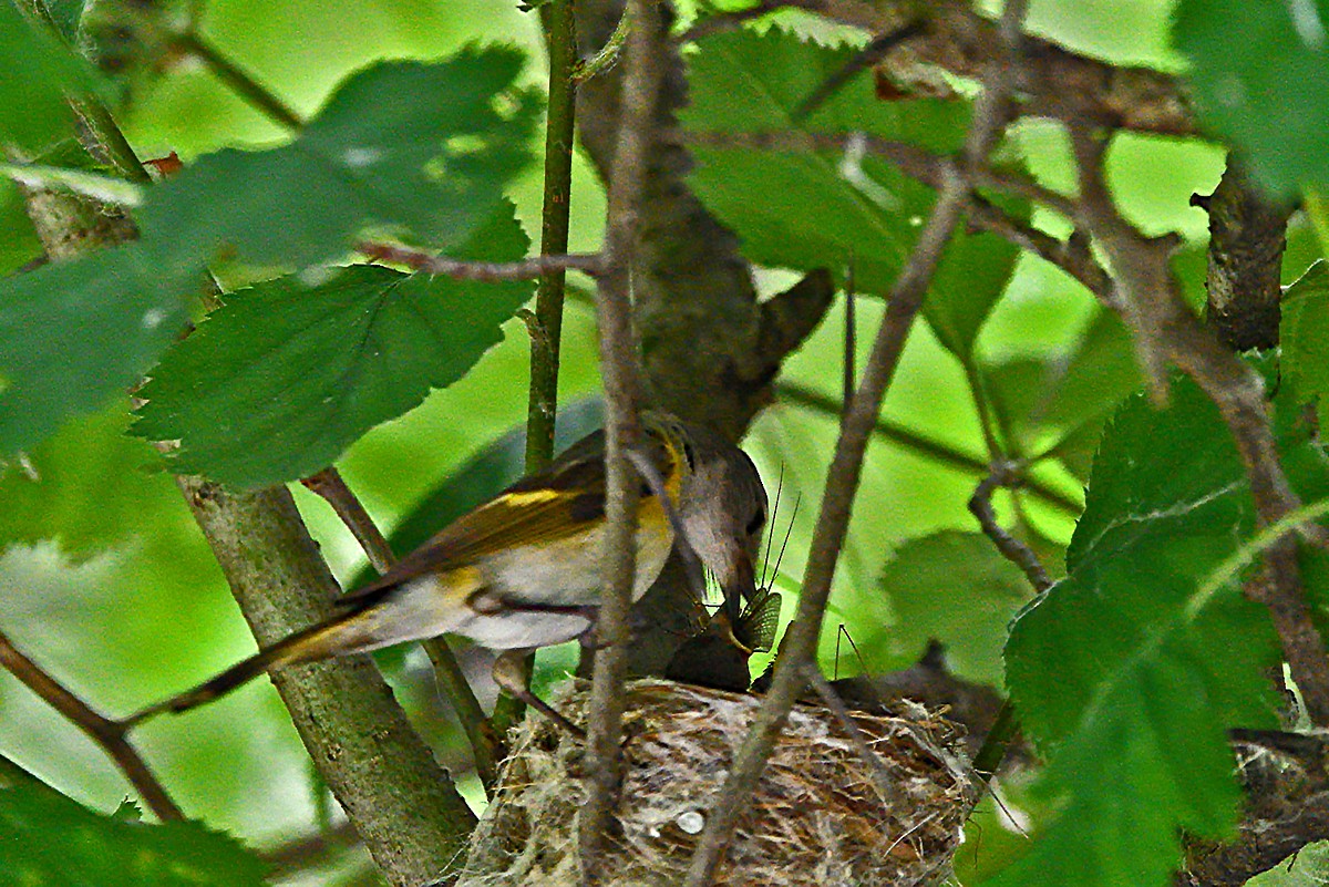 American Redstart - ML638608492