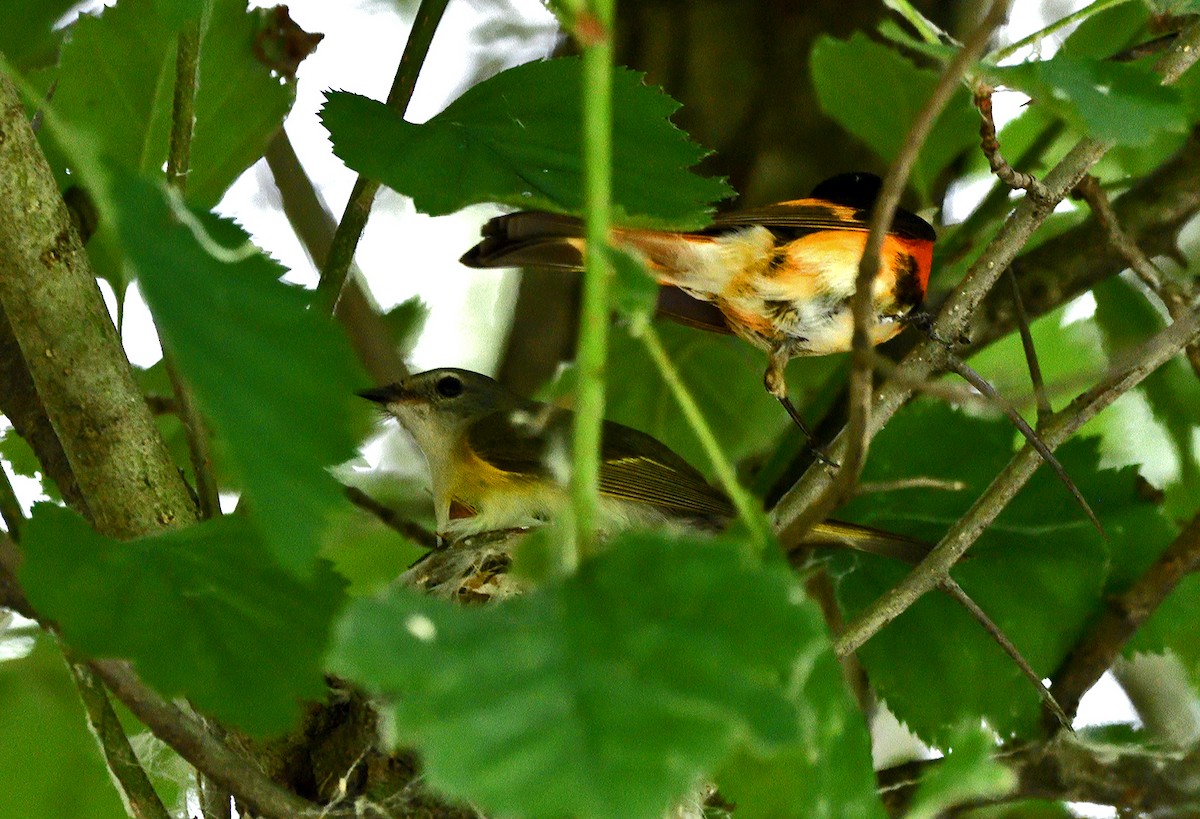 American Redstart - ML638608493