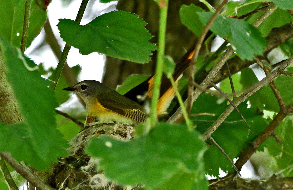 American Redstart - ML638608495