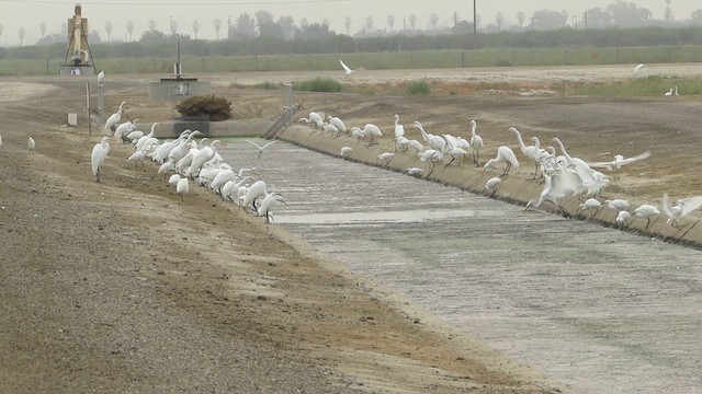 Karbeyaz Balıkçıl - ML638608514